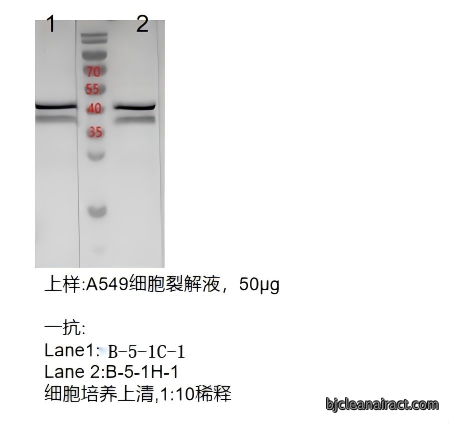 默信息调节因子 2 同源蛋白 2  单克隆抗体