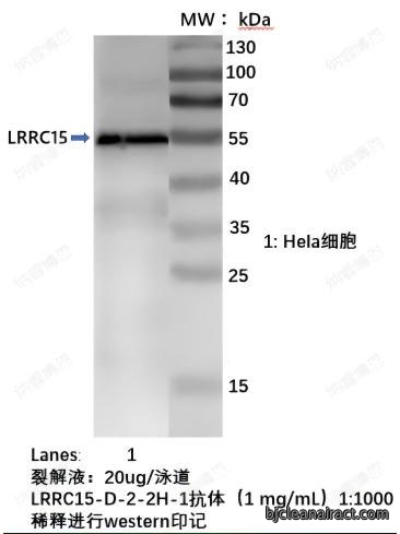 LRRC15富含亮氨酸重复序列蛋白15单克隆抗体