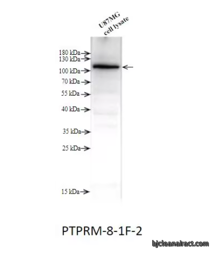 PTPRM 蛋白酪氨酸磷酸酶受体M单克隆抗体